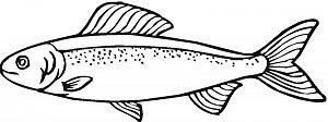 salmon-17-coloring-page.jpg