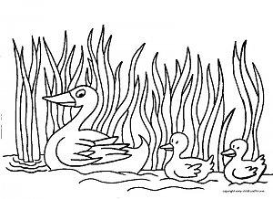 duck-coloring-page-1.jpg